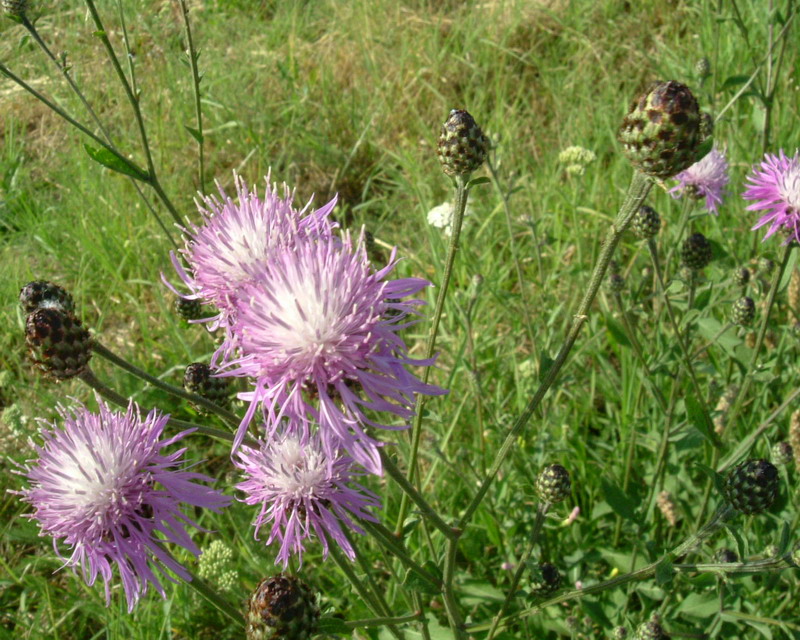 Centaurea: 4 specie